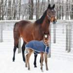 「16冠ベビー」キタサンブラック×アーモンドアイの牝馬が誕生